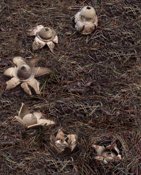 Six round mushrooms emerge from a brown soil completely covered in decaying pine needles. The earthstars are shaped like a round central section with petal shaped parts ringing the center. They are beige in color.