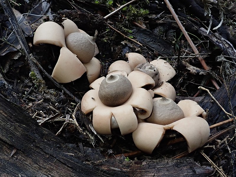 Four earthstar mushrooms nestled in dark brown decaying wood and sticks.