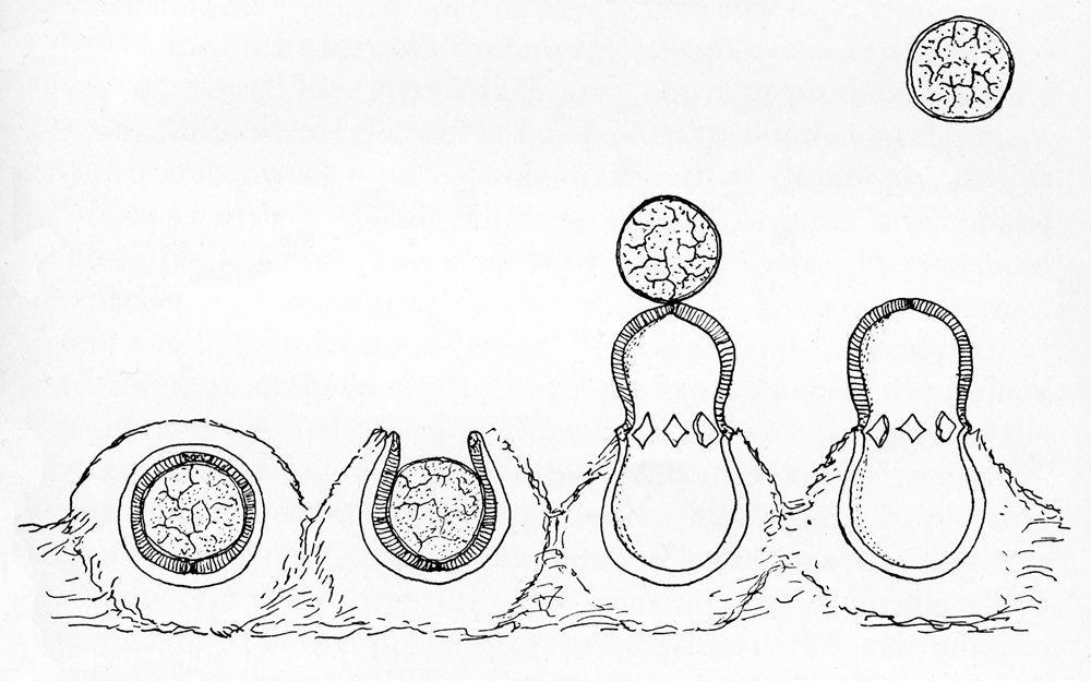 Diagram showing the peridium of a round fungus opening and ejecting a spore from right to left. The leftmost form is a closed circle, next it opens to be shaped like a cup with the gleba exposed. In the next two drawings, the peridium is launched up and arcs to the right, the gleba left behind is extended vertically.
