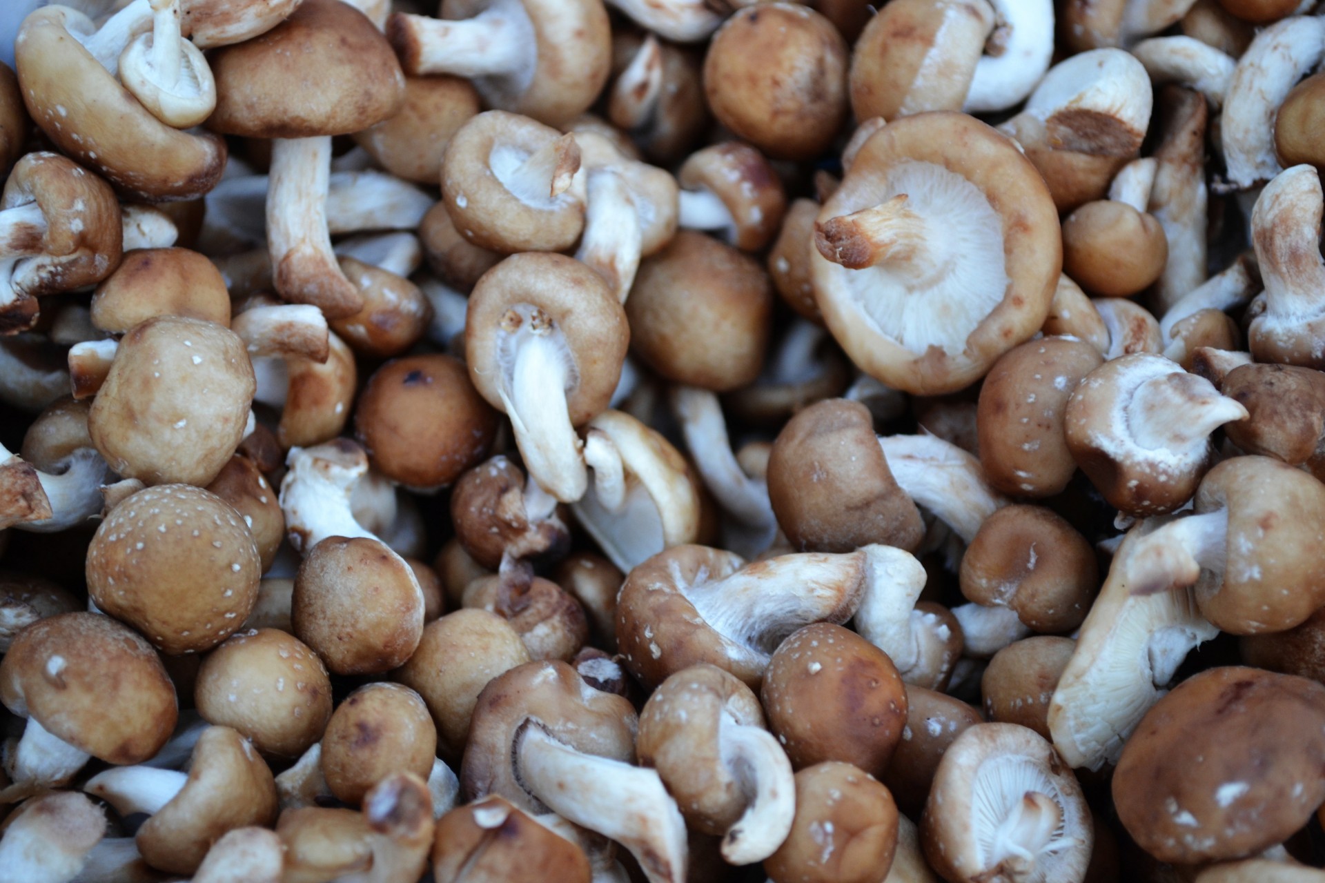 Many brown and white mushrooms fill the entire image. They are small but vary a bit in size.