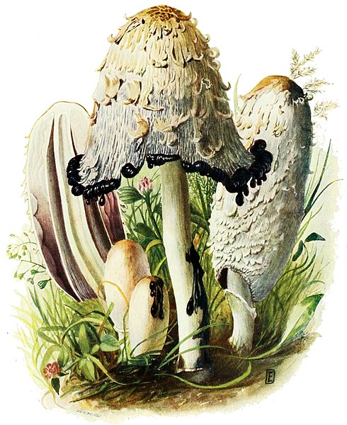 Colored pencil drawing of all the stages of growth for the Shaggy Mane mushroom. In youth it is q white and relatively smooth oblong shape, as it matures the cap becomes shaggier and drips black liquid from the rim.