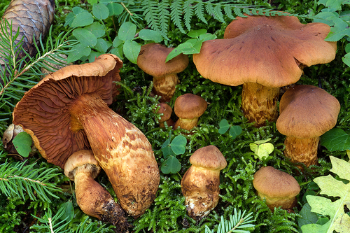 Orange mushrooms in green moss. Some are larger and have flatter caps, some are younger with convex unopened caps. The gills are darker on the big ones and the stipes have no veils.