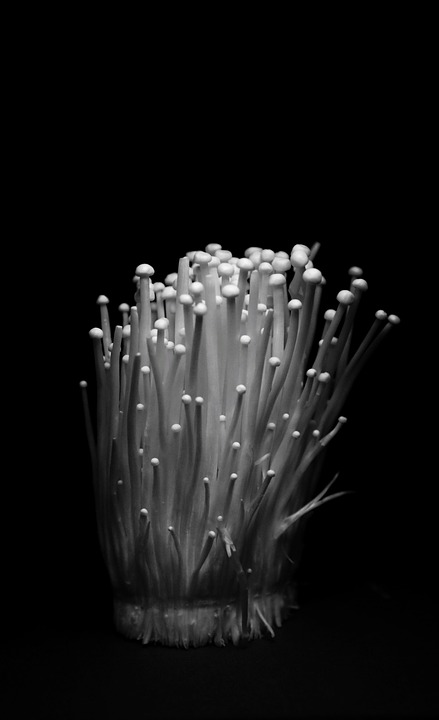 A large clump of white mushrooms with thin elongated stipes and small white caps. The cluster contrasts against a black background.