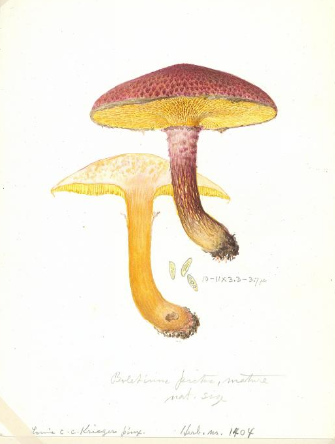 Illustration on a white background of a mushroom with a red cap that appears to have a hairy texture and bright yelllow porous gills. It's stipe is pink and yellow with a hairy texture. A nearby illustration shows the inside of the mushroom is all yellow.